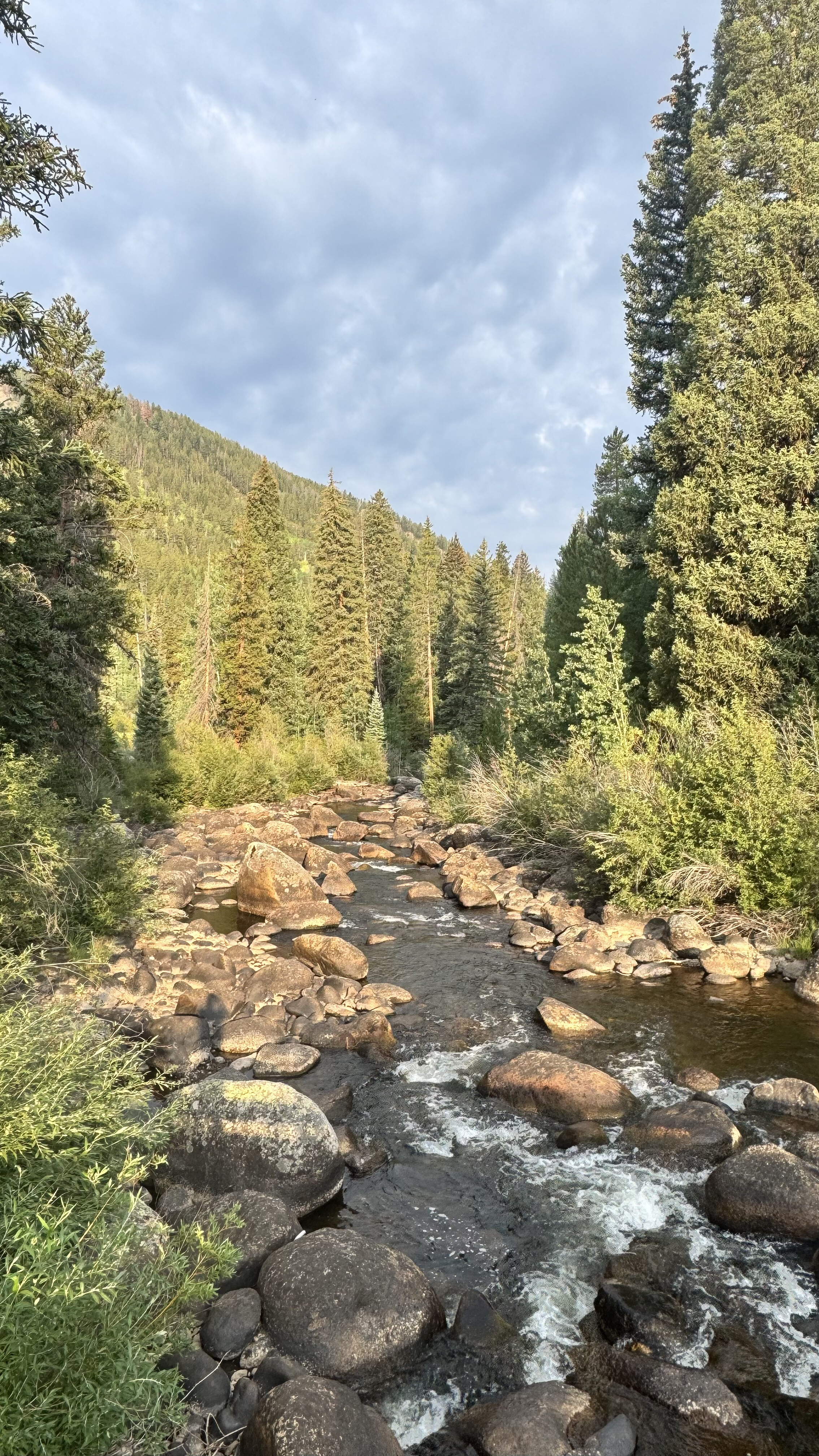 Mountain stream running through the Colorado forest near the gathering